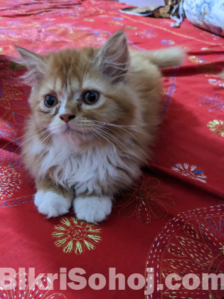 Parsian cats